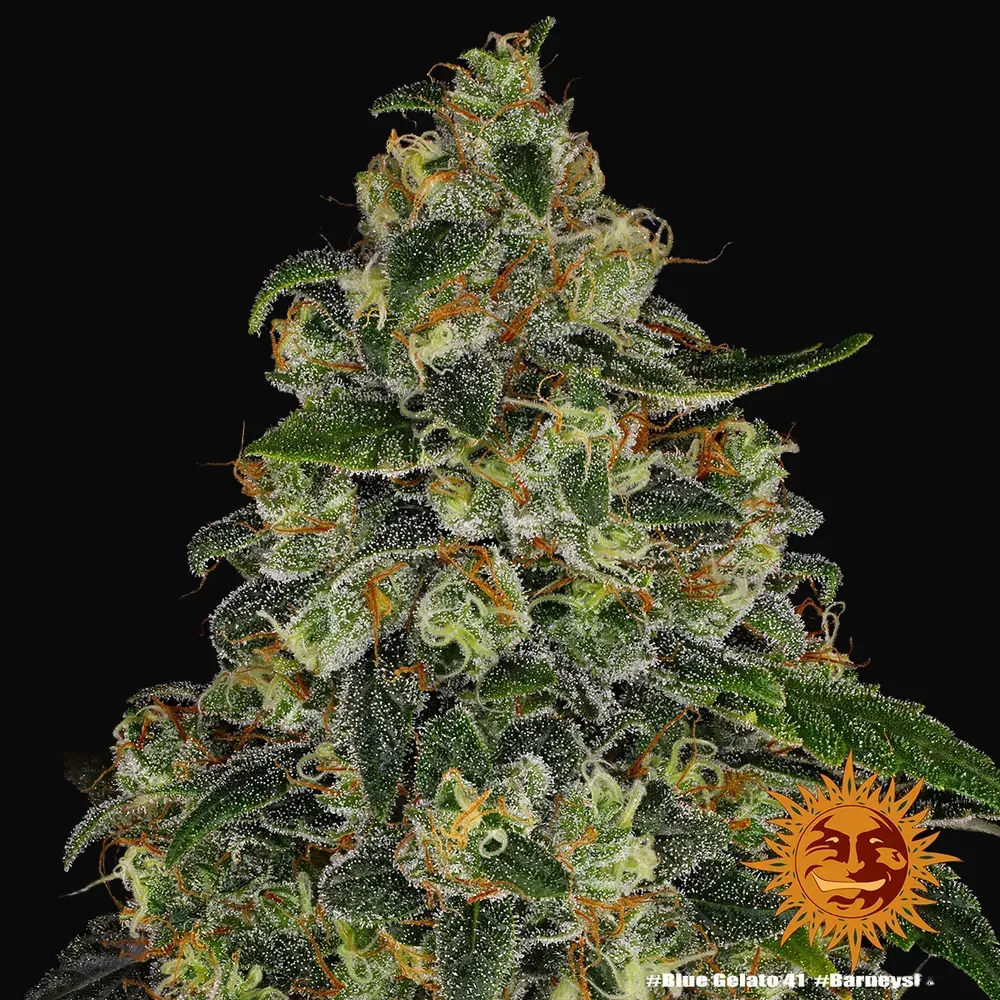 Blue Gelato 41
