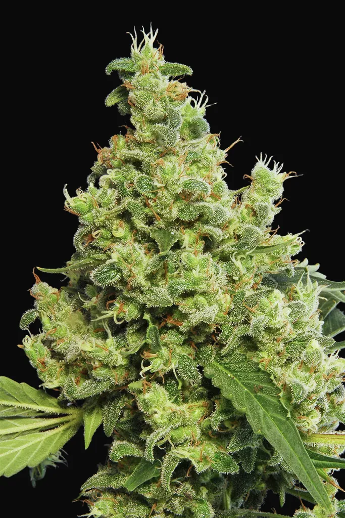 Blue Hash