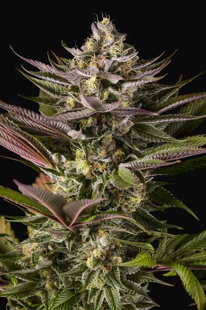 Blue Kush