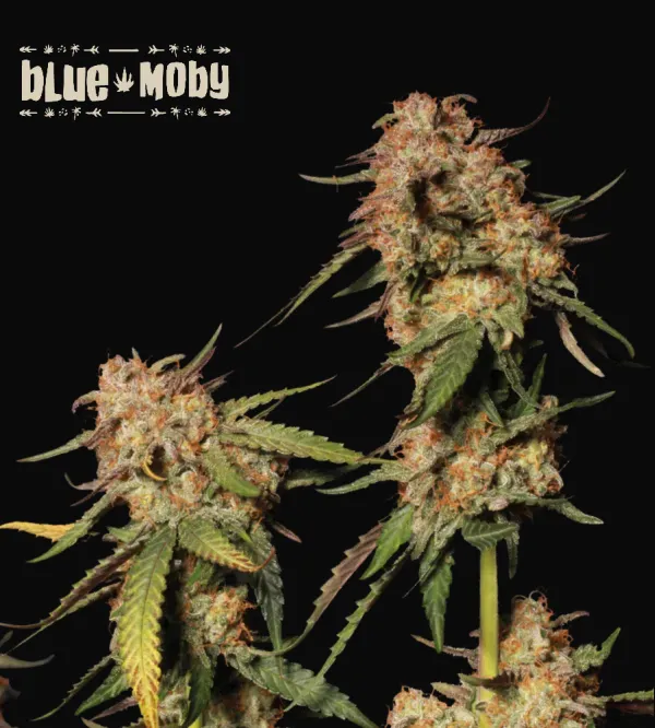 Blue Moby