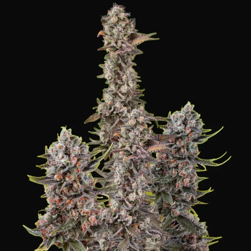 Blue Mystic Auto