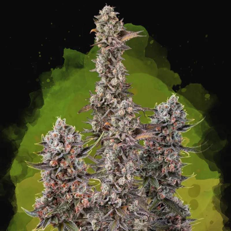 Blue Mystic Auto