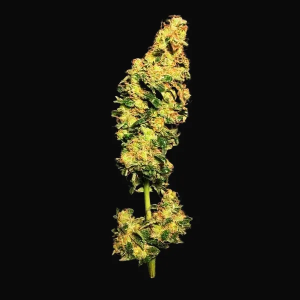 Blue Mystic