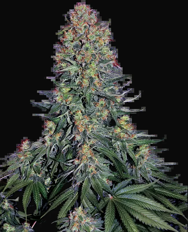Blue Skunk Feminized