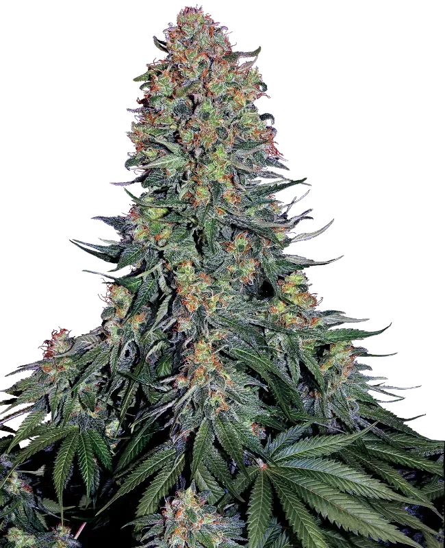 Blue Skunk Feminized