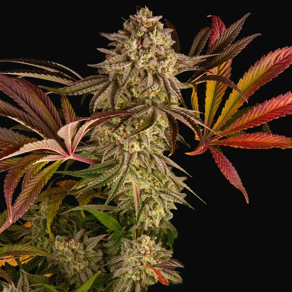 Blue Sunset Sherbert