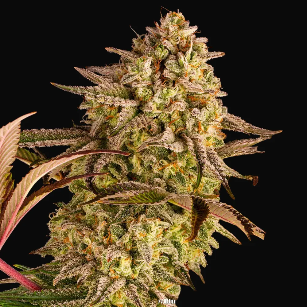 Blue Sunset Sherbert
