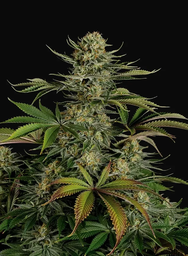 Blue Thai
