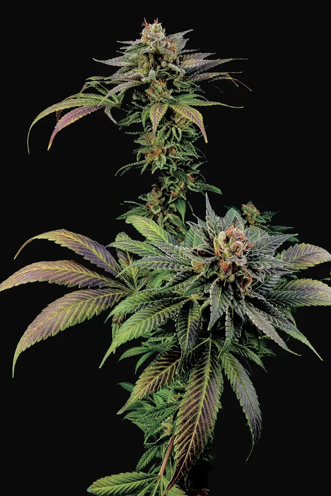 Blue Widow
