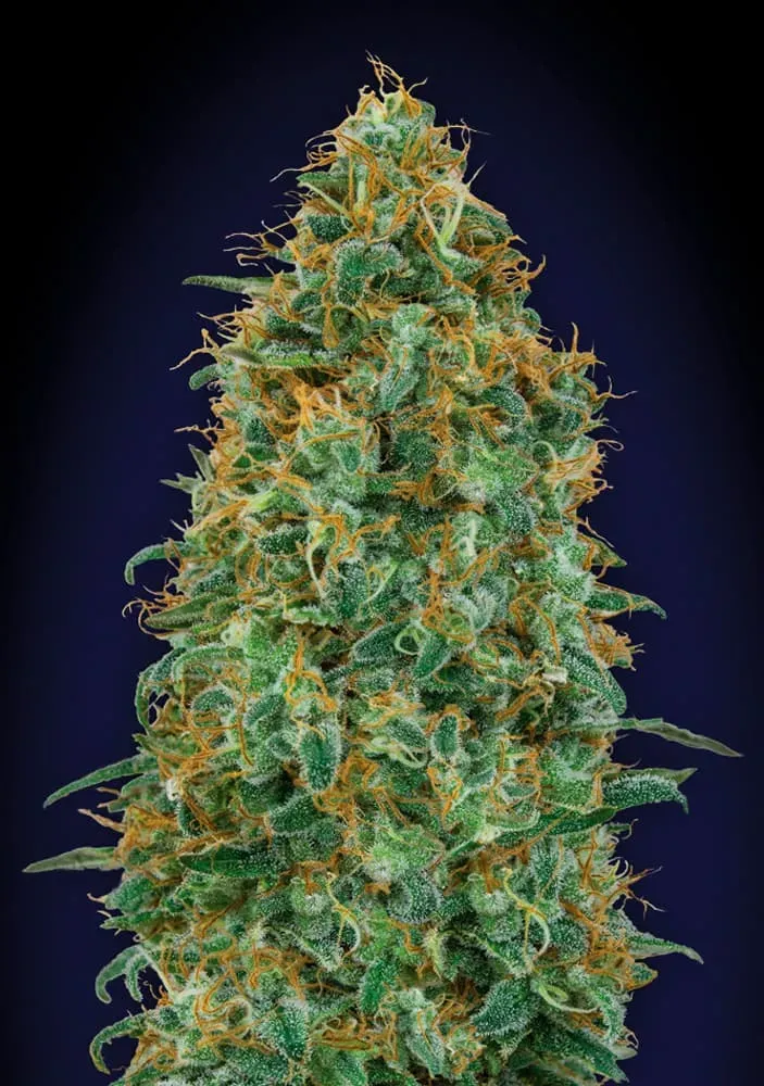 Blueberry