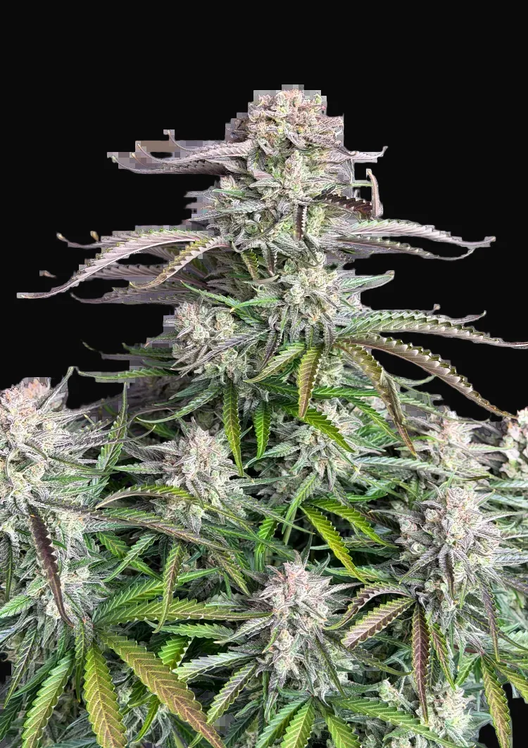 Blueberry Auto