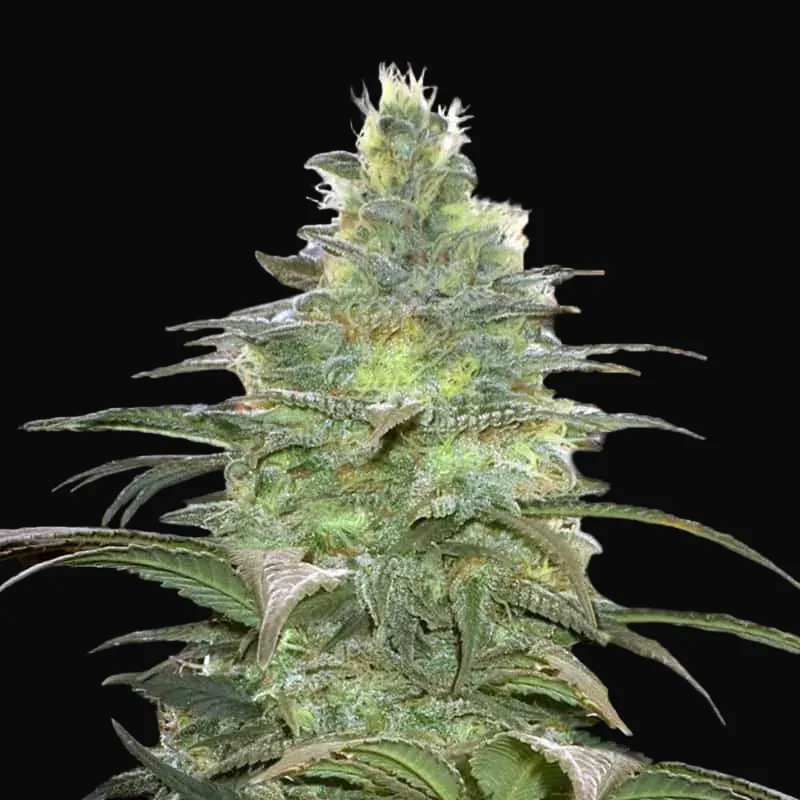 Blueberry Berry