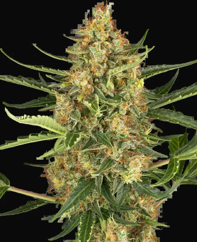 Blueberry Bubblegum Automatic