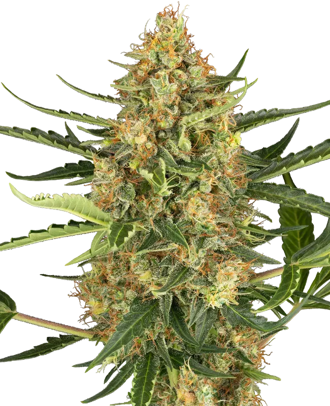 Blueberry Bubblegum Automatic