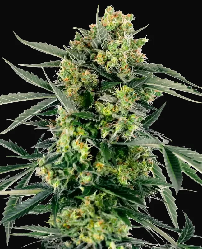 Blueberry Candiez Auto