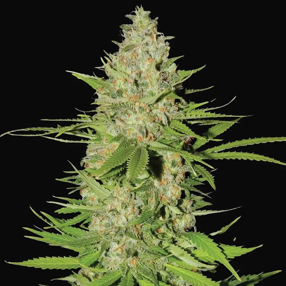Blueberry Gum #2