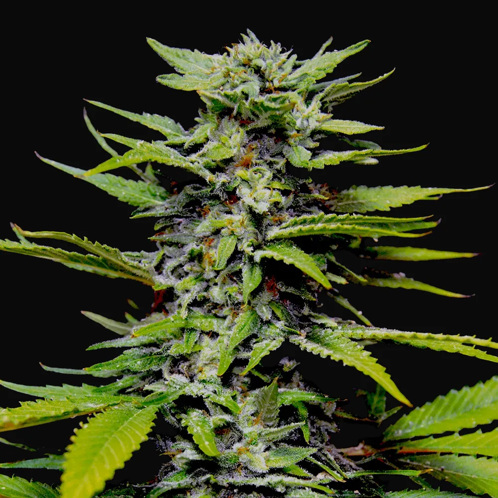 Blueberry Gum