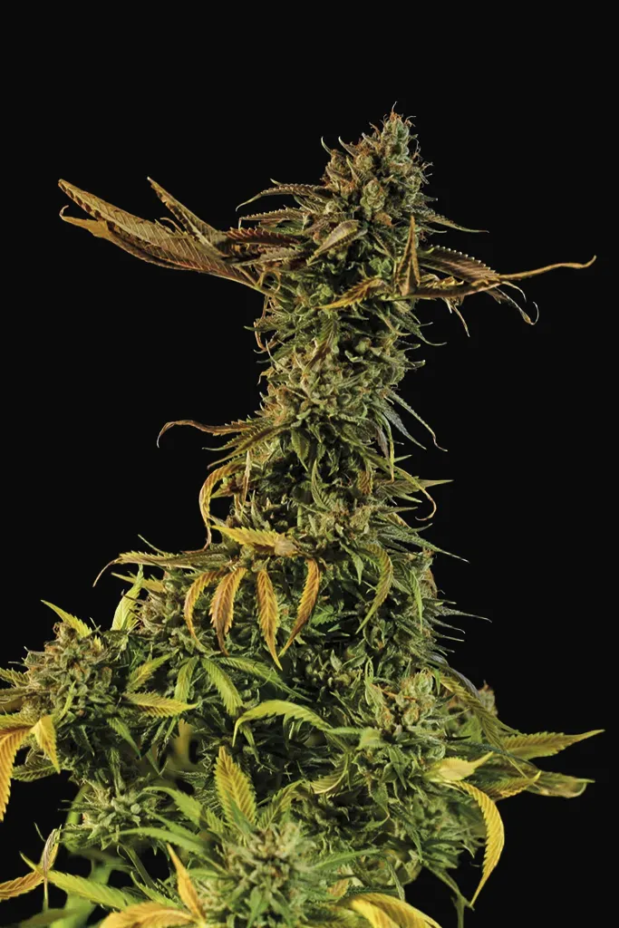 Blueberry Headband