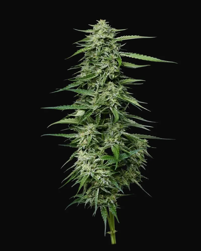 Blueberry Honey