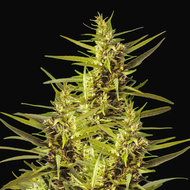 Blueberry Kush Auto