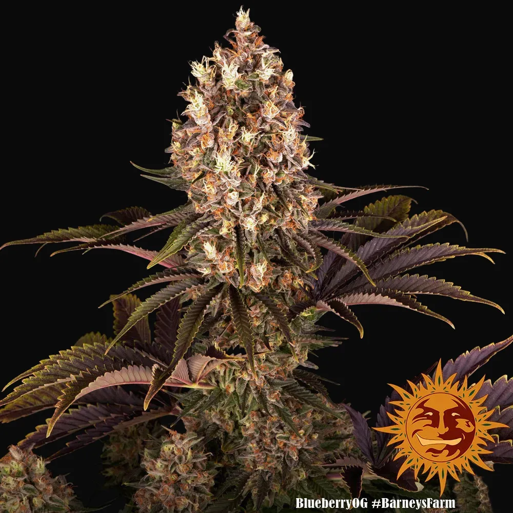 Blueberry OG