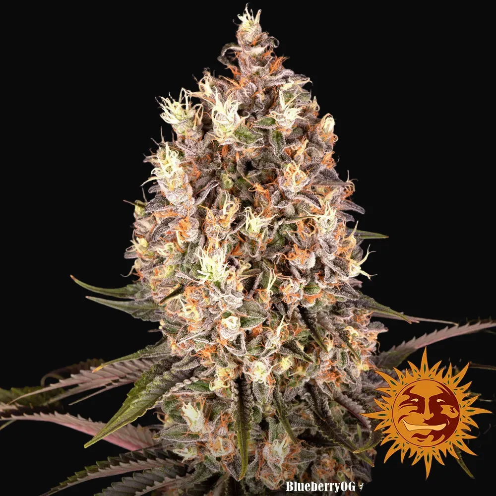 Blueberry OG