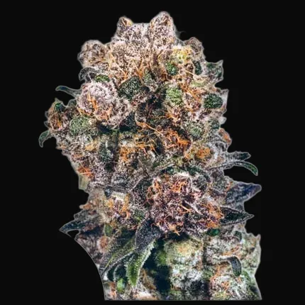 Blueberry Regular