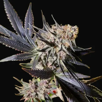 Blueberry Regular