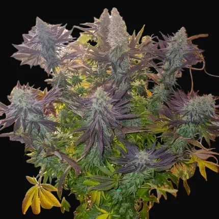 Blueberry Regular