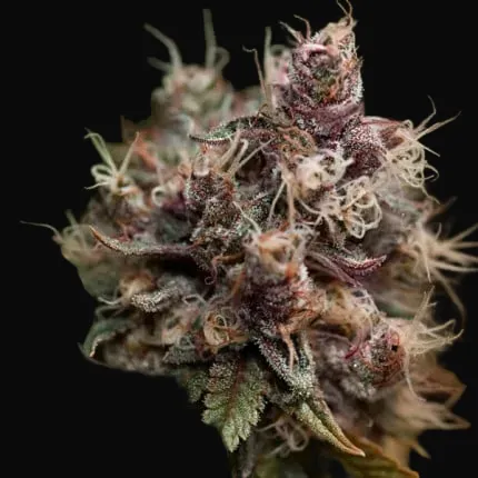 Blueberry Regular