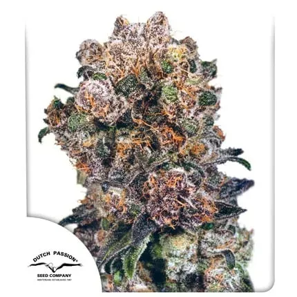 Blueberry Regular