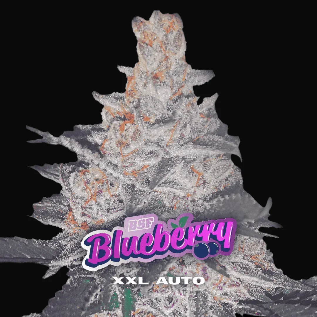 Blueberry XXL Auto
