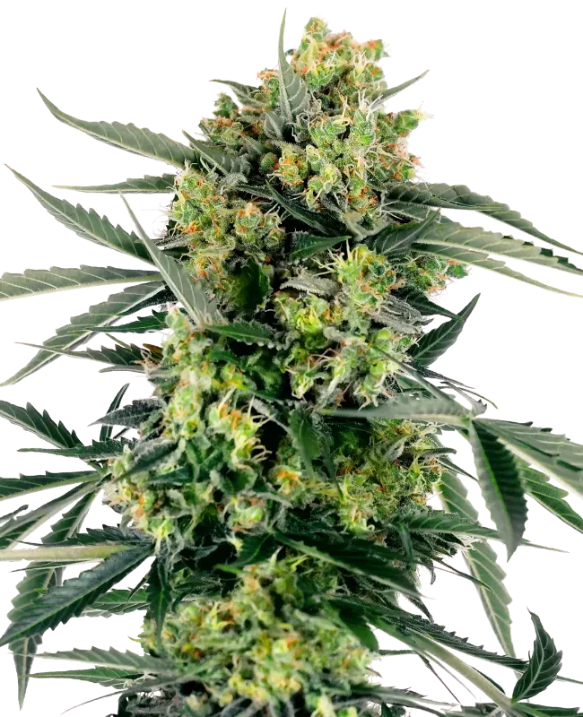 Blueberry Zkittlez Automatic