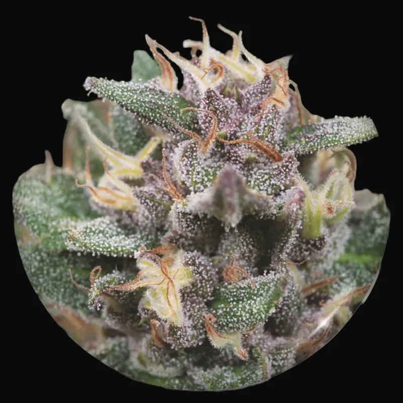 Bluehell Auto