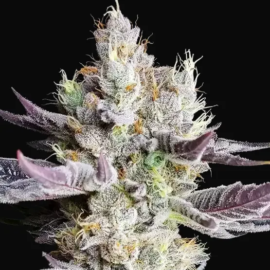 BooBerry Cookies RBX