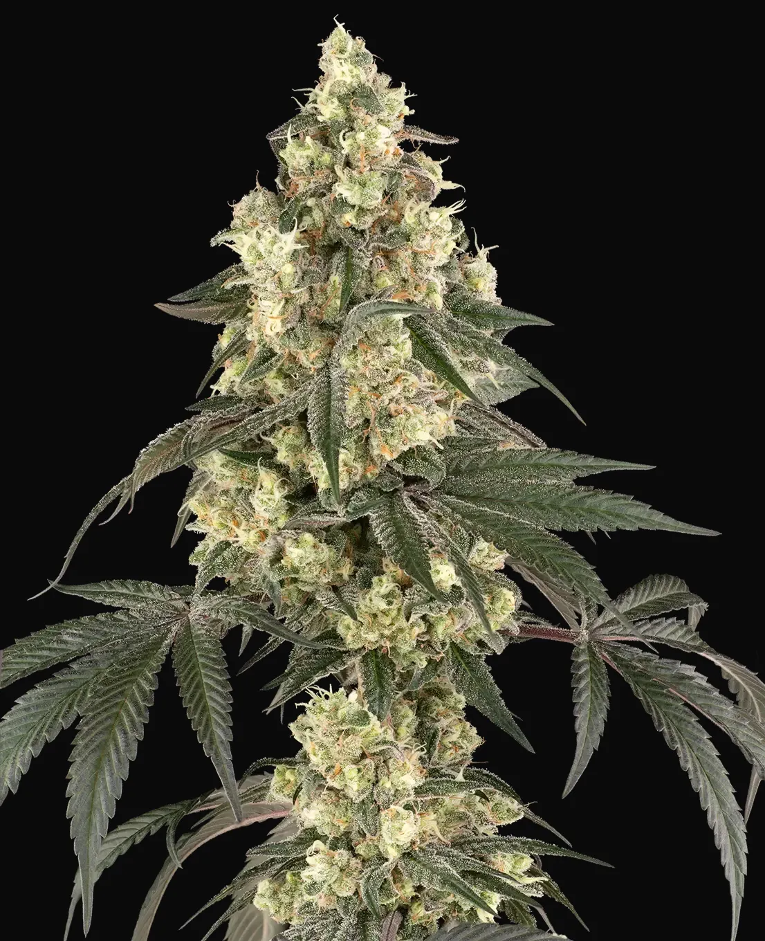 Boujee Berriez Feminized