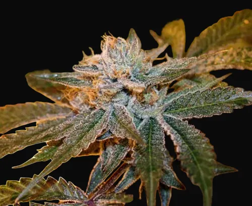 Boulder Bubblegum