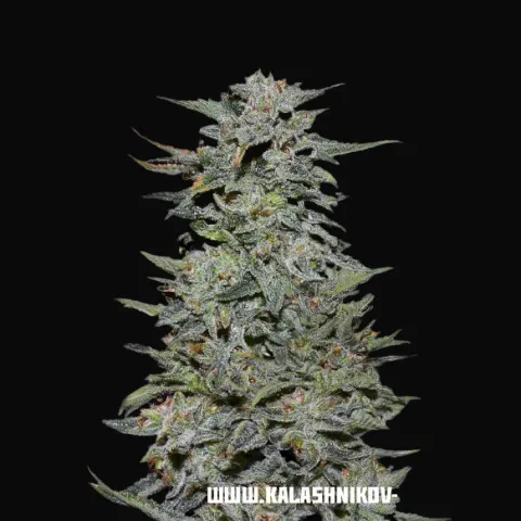 Boy Scout Cookies