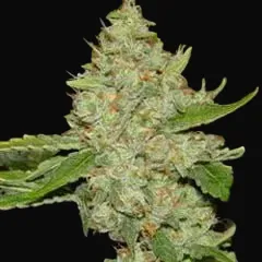Brains Choice Regular