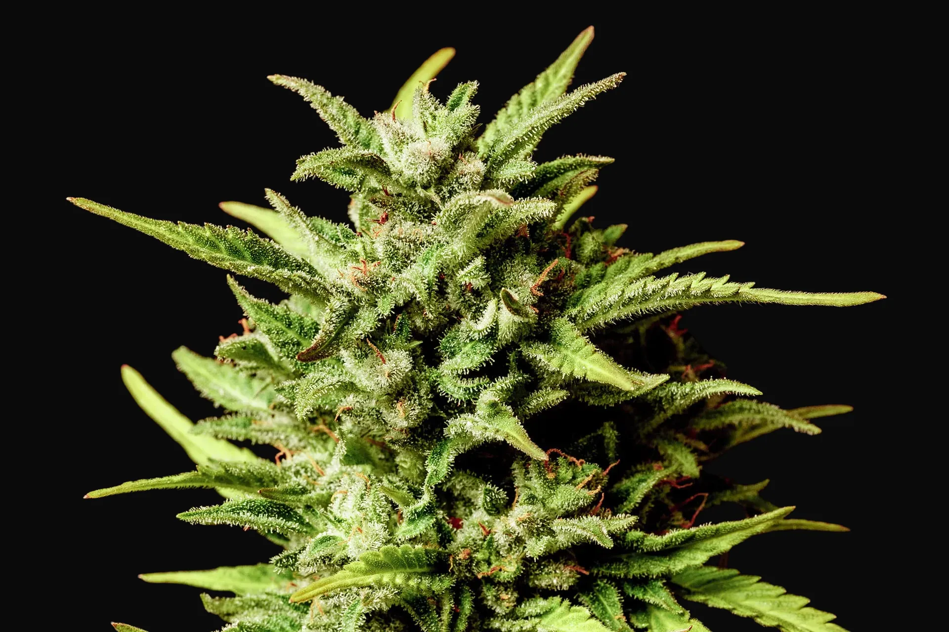 Break Up Cake Auto