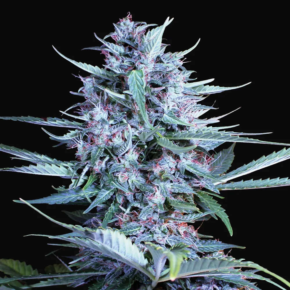 Bride Cake Auto