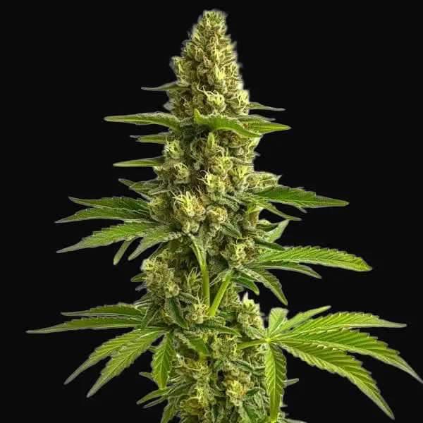 Bruce Banner #3
