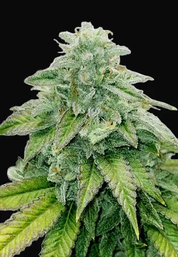 Bruce Banner Auto