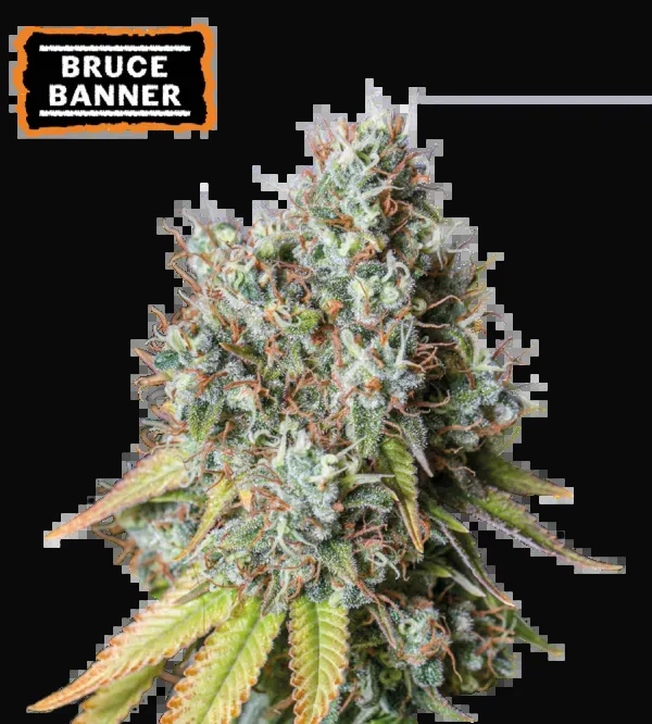 Bruce Banner Auto