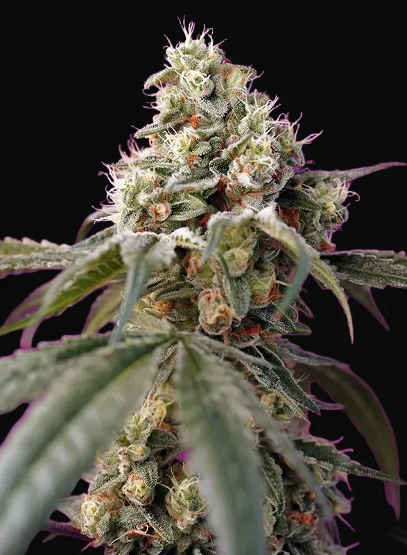Bruce Banner Auto