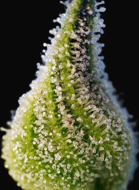 Bruce Banner Auto