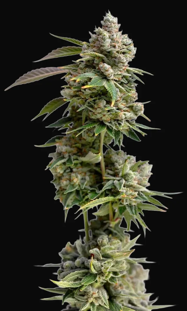 Bruce Banner III