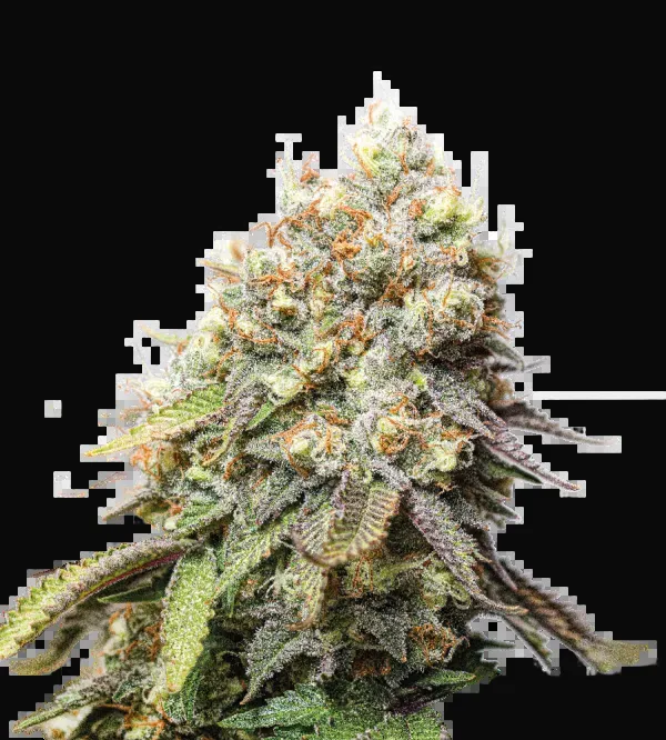 Bruce Banner