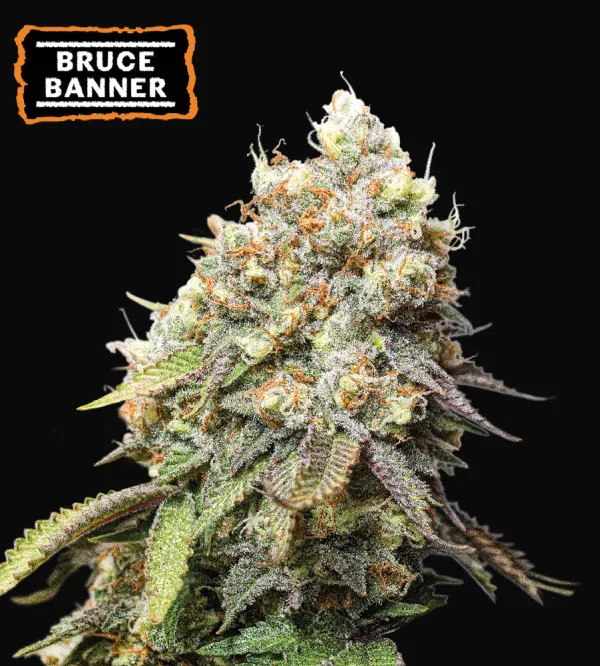 Bruce Banner