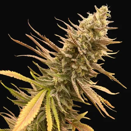 Bruce Lemon Diesel